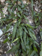 Microgramma heterophylla