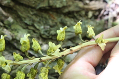Gastrodia molloyi