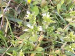 Angiospermae