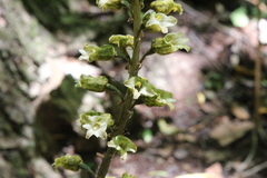 Gastrodia molloyi