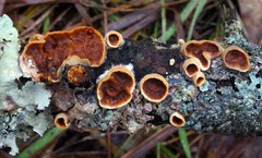 Scytinostroma artocreas