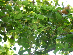 Clematis hedysarifolia