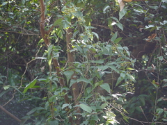 Clematis hedysarifolia