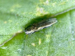Agrilus lacustris