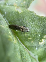 Agrilus lacustris