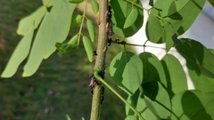 Oxyrhachis