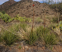 Agave schottii schottii