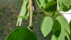 Oxyrhachis