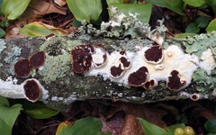 Scytinostroma artocreas