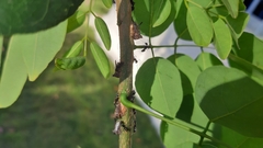 Oxyrhachis