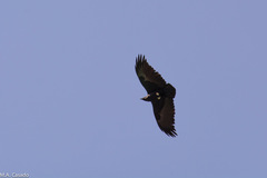Corvus rhipidurus
