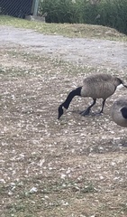 Branta canadensis