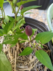 Capsicum cardenasii
