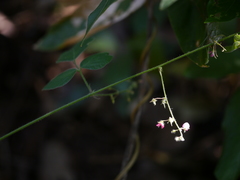 Pseudarthria viscida