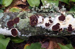 Scytinostroma artocreas