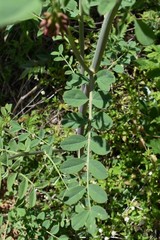 Hosackia crassifolia crassifolia