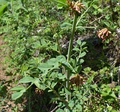 Hosackia crassifolia crassifolia