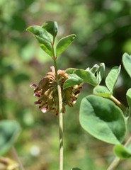 Hosackia crassifolia crassifolia