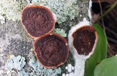 Scytinostroma artocreas