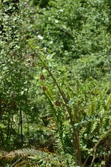 Hosackia crassifolia crassifolia