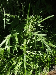 Cirsium vulgare