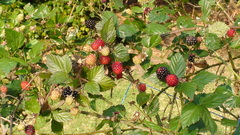Rubus