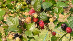 Rubus