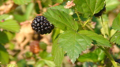Rubus