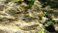 Characidium fasciatum