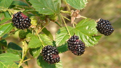 Rubus