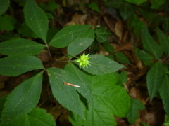 Anemone trifolia, photograph Gabriel Mayrhofer, CC BY, iNaturalist via GBIF