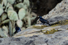 Onychognathus albirostris