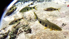 Megaleporinus obtusidens