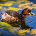 Little Grebe - Photo (c) Aitor Guerrero, some rights reserved (CC BY-NC-SA)