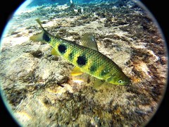 Megaleporinus obtusidens