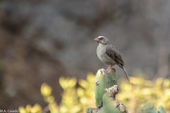 Crithagra tristriata