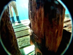 Hypostomus basilisko