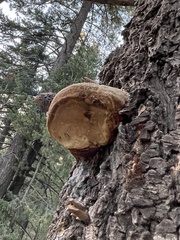 Fomitopsis schrenkii