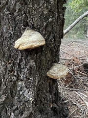 Fomitopsis schrenkii