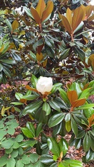 Magnolia grandiflora