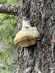 Fomitopsis schrenkii