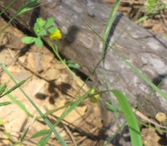 Trifolium campestre