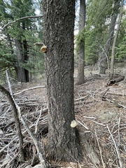 Fomitopsis schrenkii
