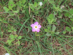 Phlox roemeriana