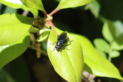Chalcosyrphus chalybeus