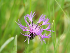 Centaurea graminifolia