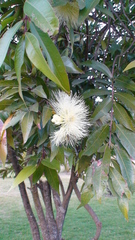 Syzygium jambos