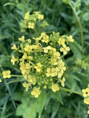Bunias orientalis