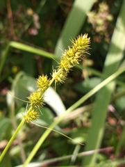Carex annectens