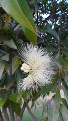 Syzygium jambos